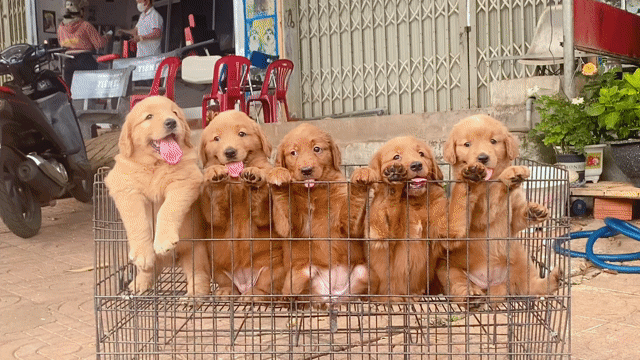 Chó Golden Retriever vàng. Mua bán Chó tại Huyện Đức Cơ Gia Lai được đăng bởi tran van dung hình 1