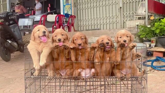 Chó Golden Retriever vàng. Mua bán Chó tại Huyện Đức Cơ Gia Lai được đăng bởi tran van dung hình 1