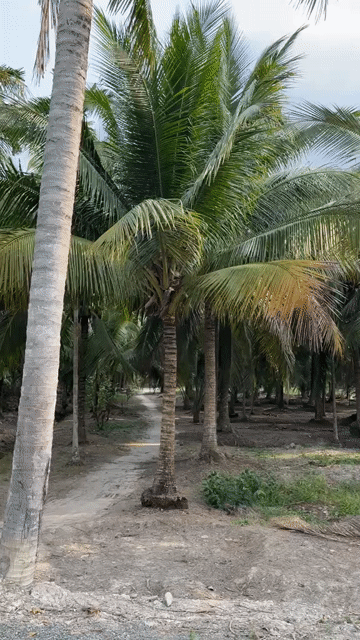 Mua bán Đất Huyện Cù Lao Dung Sóc Trăng diện tích 4200 m² giá 2,9 tỷ