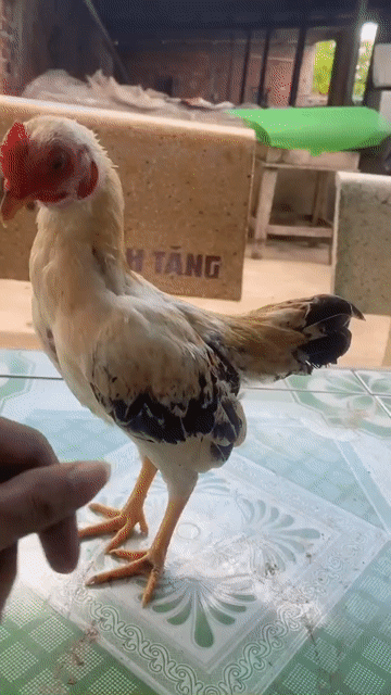 Gà tre Bến Tre Trắng, Nâu, Đen. Mua bán Gà tại Huyện Châu Thành Bến Tre được đăng bởi Trọng Tân hình 1