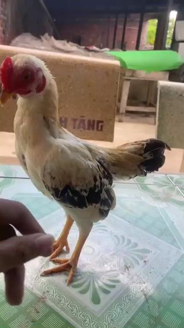 Gà tre Bến Tre Trắng, Nâu, Đen. Mua bán Gà tại Huyện Châu Thành Bến Tre được đăng bởi Trọng Tân hình 1