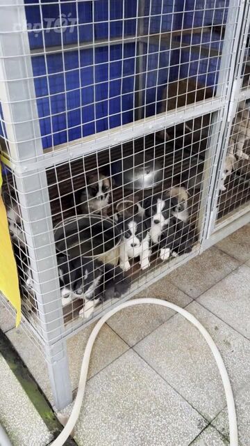 Chó Corgi con Vàng Đen Tây Ninh. Mua bán Chó tại Huyện Tân Biên Tây Ninh được đăng bởi Trần hình 1