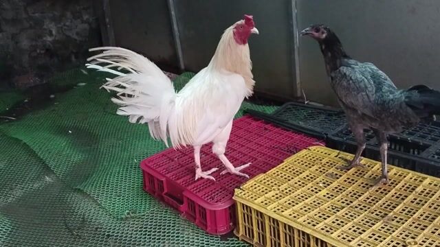 Úa 2.8kg yếu. Mua bán Gà tại Huyện Mỹ Xuyên Sóc Trăng được đăng bởi Trần Hùng hình 1