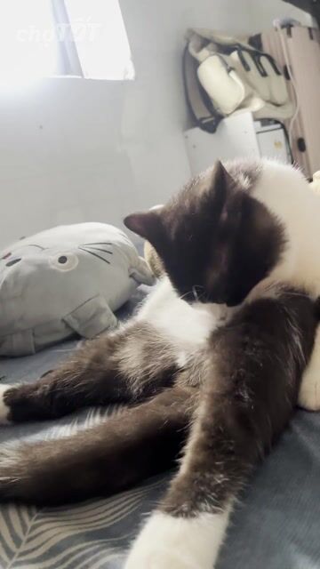 Mèo Bicin 8 tháng Đen trắng chưa triệt sản. Mua bán Mèo tại Quận Ngũ Hành Sơn Đà Nẵng được đăng bởi Trần.T Trà.My hình 1