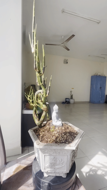 tre gai bónai rễ mầm ổn định. Mua bán Cây cảnh, đồ trang trí tại Thành phố Bà Rịa Bà Rịa - Vũng Tàu được đăng bởi Huy hình 1