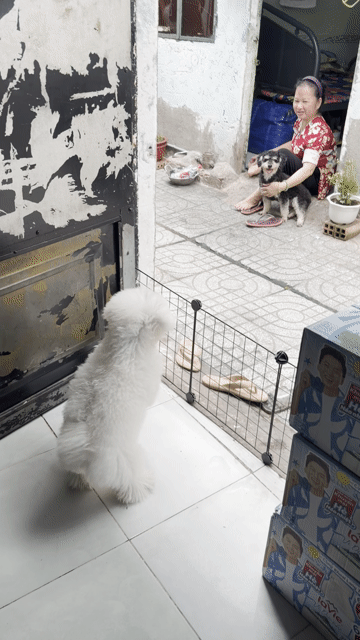 Chó Bichon đực cái 6-11 tháng Trắng. Mua bán Chó tại Quận 8 Tp Hồ Chí Minh được đăng bởi chinh hình 1
