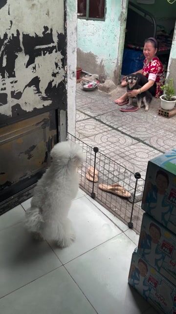 Chó Bichon đực cái 6-11 tháng Trắng. Mua bán Chó tại Quận 8 Tp Hồ Chí Minh được đăng bởi chinh hình 1