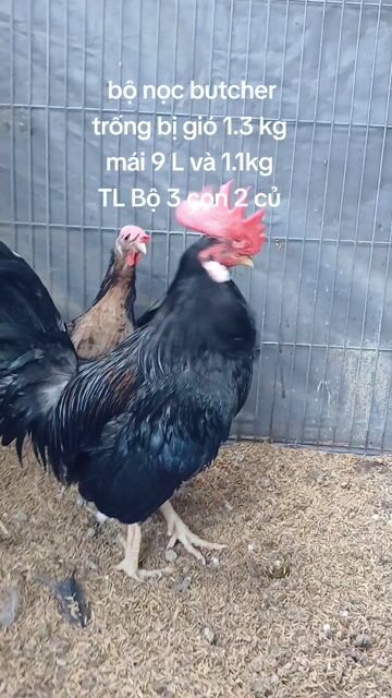 Gà Butcher Trống và Mái. Mua bán Gà tại Quận Bình Thạnh Tp Hồ Chí Minh được đăng bởi TRAI GÀ TRE LAI SÀI GÒN CHÚ HÙNG 50 T hình 1