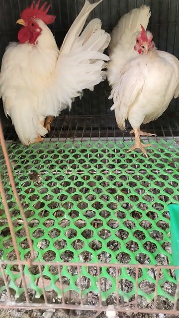 Gà cảnh Serama Trắng. Mua bán Gà tại Thành phố Sóc Trăng Sóc Trăng được đăng bởi Lý Khâm Tuấn hình 1