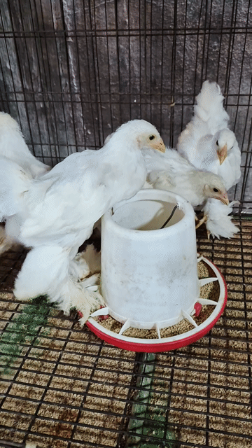 Gà Brahma Trắng 1-2 tháng. Mua bán Gà tại Thành phố Thủ Đức Tp Hồ Chí Minh được đăng bởi Gà Cảnh Bình Dương hình 1