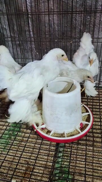 Gà Brahma Trắng 1-2 tháng. Mua bán Gà tại Thành phố Thủ Đức Tp Hồ Chí Minh được đăng bởi Gà Cảnh Bình Dương hình 1