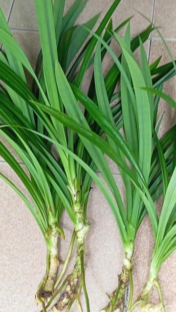 CÂY LÁ DỨA THỦY SINH - LÀM ĐẸP
HỒ CÁ SÂN VƯỜN. Mua bán Cây cảnh, đồ trang trí tại Thị xã Điện Bàn Quảng Nam được đăng bởi Đồ Thanh Lý 2hand hình 1