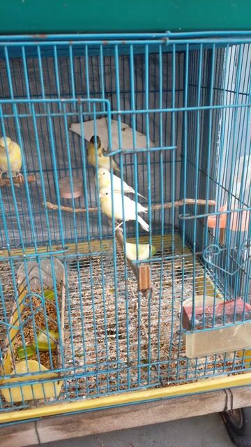 Chim yến Đực Cái Vàng Nâu Trắng. Mua bán Chim tại Quận Gò Vấp Tp Hồ Chí Minh được đăng bởi Cường Trần hình 1