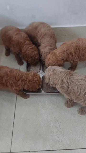 poodle tiny. Mua bán Chó tại Quận Tân Phú Tp Hồ Chí Minh được đăng bởi Hieu Trung hình 1
