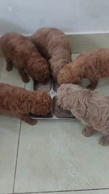 poodle tiny. Mua bán Chó tại Quận Tân Phú Tp Hồ Chí Minh được đăng bởi Hieu Trung hình 1