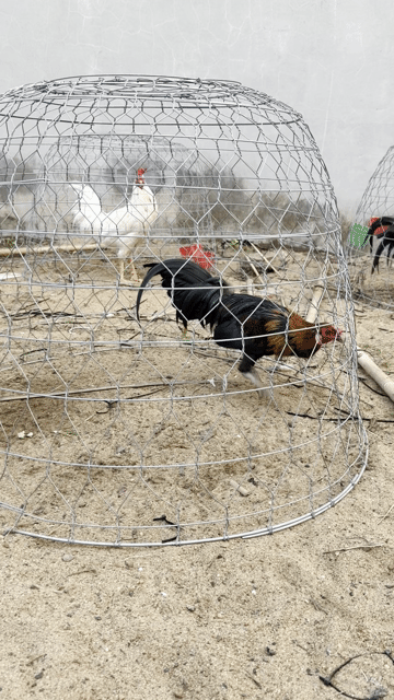 Gà Nâu đen Đực. Mua bán Gà tại Huyện Bình Chánh Tp Hồ Chí Minh được đăng bởi Uy tín kh tật lỗi hình 1