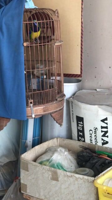 Chim tước trống dạn 80%. Mua bán Chim tại Quận Gò Vấp Tp Hồ Chí Minh được đăng bởi ace mua goi nha hình 1