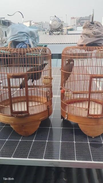 Chim cảnh Mun bạc. Mua bán Chim tại Quận Tân Bình Tp Hồ Chí Minh được đăng bởi Đam mê 1Thời hình 1