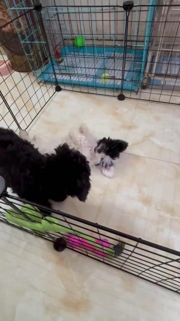 Chó Poodle cái 3 tháng đã tiêm. Mua bán Chó tại Quận Đống Đa Hà Nội được đăng bởi Hoàng Sơn hình 1