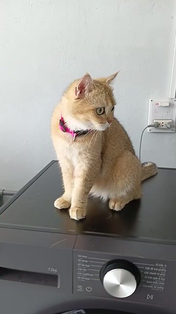 Mèo Golden cái gần 1 tuổi. Mua bán Mèo tại Thị xã Tân Uyên Bình Dương được đăng bởi PET LOVE hình 1