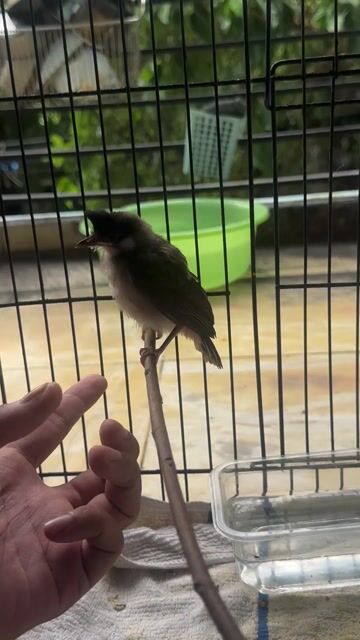 Chim chào mào non đã biết tự ăn. Mua bán Chim tại Quận Tân Phú Tp Hồ Chí Minh được đăng bởi Mon PTS hình 1