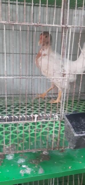 Gà Mái tre hiên 9lang Cái. Mua bán Gà tại Thành phố Thuận An Bình Dương được đăng bởi Hồng phát68 hình 1