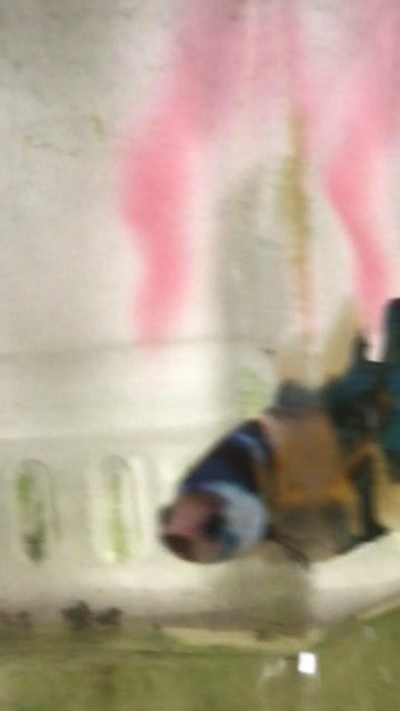 cá betta 1. Mua bán Thú cưng khác tại Huyện Trà Ôn Vĩnh Long được đăng bởi HỒNG THÚY hình 1