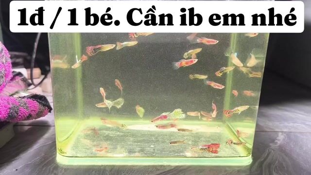 Cá bảy màu Vàng Trắng. Mua bán Thú cưng khác tại Huyện Phong Điền Cần Thơ được đăng bởi Lê nguyên hình 1