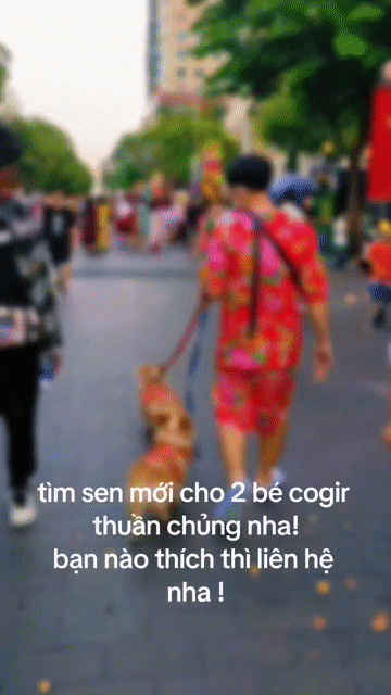Chó Corgi Cái Vàng trắng Fom nhỏ Thuần chủng. Mua bán Chó tại Quận 4 Tp Hồ Chí Minh được đăng bởi Yến Linh Phạm hình 1