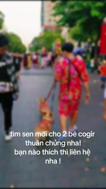 Chó Corgi Cái Vàng trắng Fom nhỏ Thuần chủng. Mua bán Chó tại Quận 4 Tp Hồ Chí Minh được đăng bởi Yến Linh Phạm hình 1