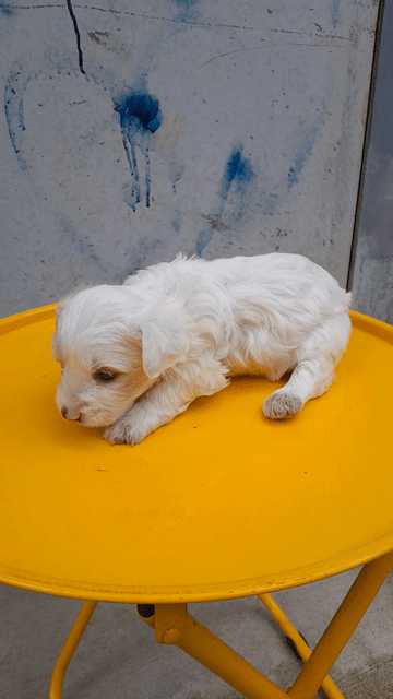 Chó Phốc Sóc Cái Trắng Vàng Kem 40 ngày. Mua bán Chó tại Thành phố Trà Vinh Trà Vinh được đăng bởi men tran van hình 1
