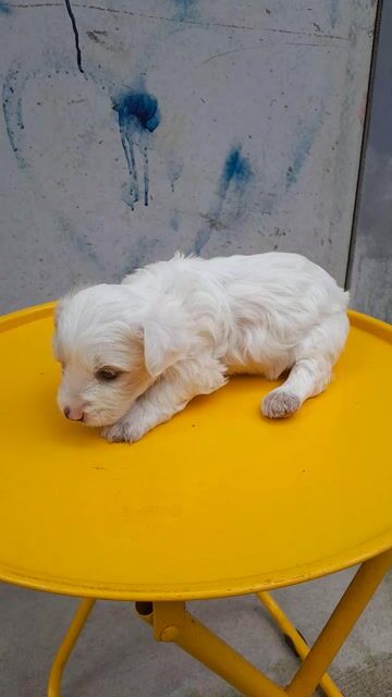 Chó Phốc Sóc Cái Trắng Vàng Kem 40 ngày. Mua bán Chó tại Thành phố Trà Vinh Trà Vinh được đăng bởi men tran van hình 1