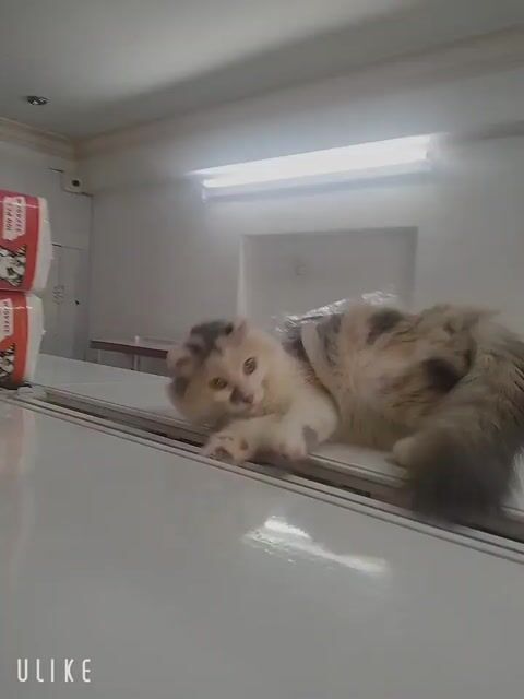 Mèo Tai xoắn và mèo tam thể tìm nhà mới. Mua bán Mèo tại Quận Thanh Khê Đà Nẵng được đăng bởi trần bảo hình 1