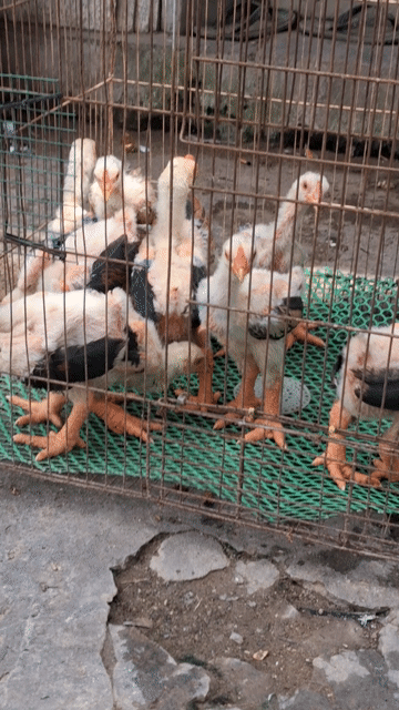 Gà giống 5-6lg đã lm vacxin đầy đủ❤️❤️❤️. Mua bán Gà tại Thành phố Thủ Đức Tp Hồ Chí Minh được đăng bởi chuyên cung cấp gà đông tảo thuần chủng  hình 1