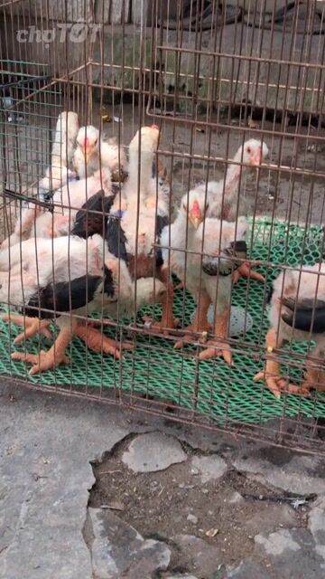 Gà giống 5-6lg đã lm vacxin đầy đủ❤️❤️❤️. Mua bán Gà tại Thành phố Thủ Đức Tp Hồ Chí Minh được đăng bởi chuyên cung cấp gà đông tảo thuần chủng  hình 1