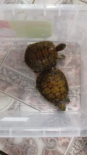 2 con ruA. Mua bán Thú cưng khác tại Thành phố Biên Hòa Đồng Nai được đăng bởi lâm Khoa hình 1