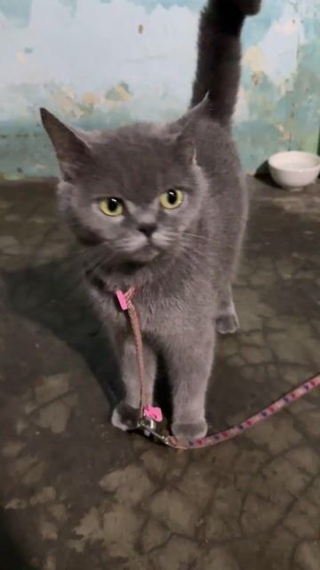 Mèo Anh lông ngắn cái 2 năm. Mua bán Mèo tại Quận Gò Vấp Tp Hồ Chí Minh được đăng bởi Phạm Đức Bảo hình 1