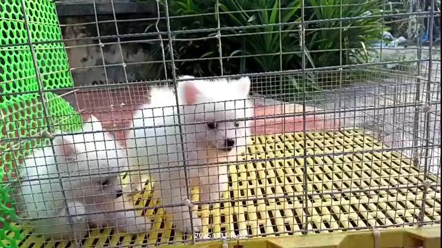 Chó Phốc sóc trắng cả hai. Mua bán Chó tại Huyện Hoài Đức Hà Nội được đăng bởi Lạc Lạc  hình 1