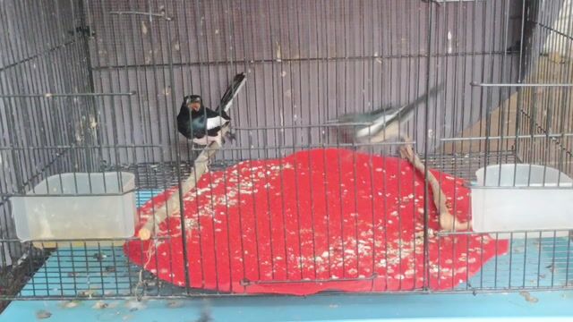 Choè Than Cặp Trống mái. Mua bán Chim tại Quận Gò Vấp Tp Hồ Chí Minh được đăng bởi Gas Bình Minh hình 1