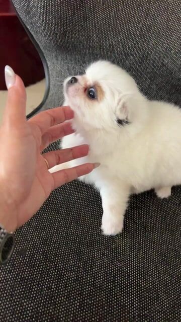 Chó Nhật lai Phốc Sóc 6 tuần Trắng. Mua bán Chó tại Huyện Thống Nhất Đồng Nai được đăng bởi ngọc lan hình 1