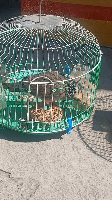 Chim cảnh trống hơn 1 năm tuổi. Mua bán Chim tại Quận 12 Tp Hồ Chí Minh được đăng bởi Quang Le  hình 1