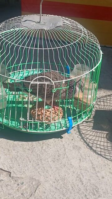 Chim cảnh trống hơn 1 năm tuổi. Mua bán Chim tại Quận 12 Tp Hồ Chí Minh được đăng bởi Quang Le  hình 1