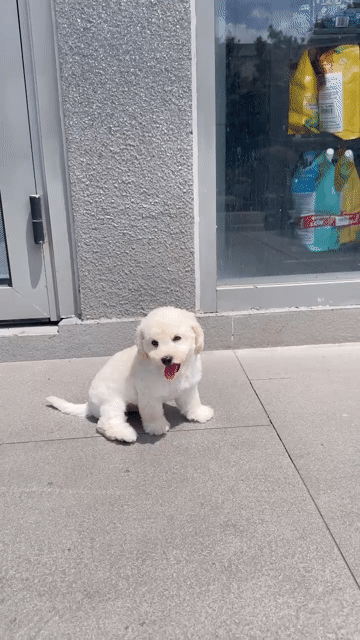 Bé trai Bichon x poodle. Mua bán Chó tại Quận 1 Tp Hồ Chí Minh được đăng bởi Di Vts hình 1