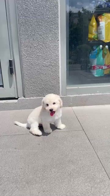Bé trai Bichon x poodle. Mua bán Chó tại Quận 1 Tp Hồ Chí Minh được đăng bởi Di Vts hình 1