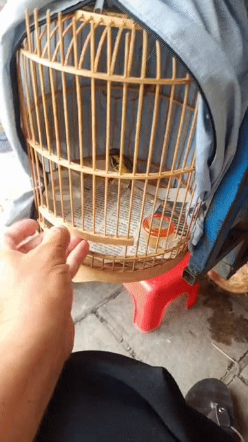 Chim cảnh 5 màu dạn người. Mua bán Chim tại Quận 8 Tp Hồ Chí Minh được đăng bởi Tuấn hình 1