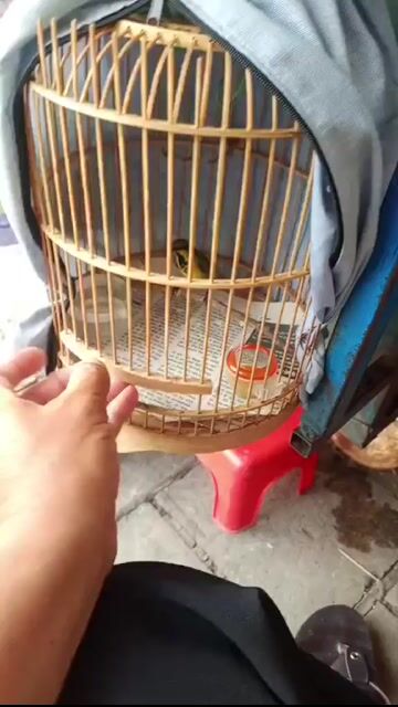 Chim cảnh 5 màu dạn người. Mua bán Chim tại Quận 8 Tp Hồ Chí Minh được đăng bởi Tuấn hình 1