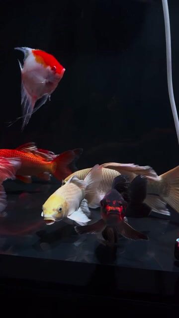 Cá phi tần cửu cáp 3x body lực vây vi dày. Mua bán Thú cưng khác tại Thị xã Bến Cát Bình Dương được đăng bởi Huỳnh phi hùng hình 1