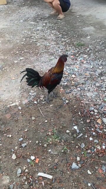 gà peru rặc. Mua bán Gà tại Quận 12 Tp Hồ Chí Minh được đăng bởi Quang Khai hình 1