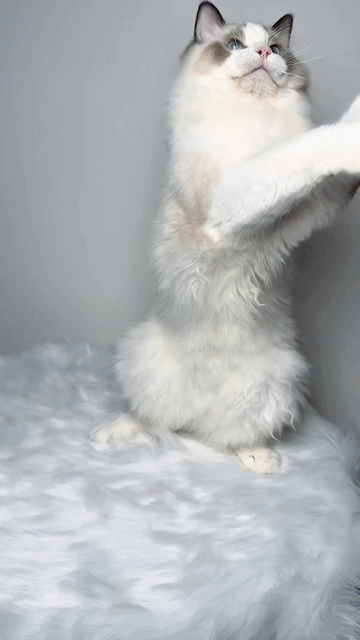 Mèo Ragdoll đực 7 tháng thuần chủng làm được phả. Mua bán Mèo tại Quận Nam Từ Liêm Hà Nội được đăng bởi Đại Ngọc ChamMiloHouse hình 1