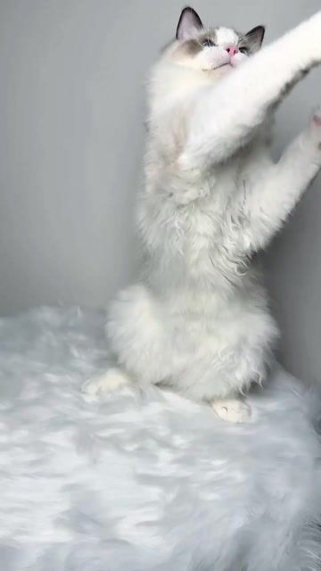 Mèo Ragdoll đực 7 tháng thuần chủng làm được phả. Mua bán Mèo tại Quận Nam Từ Liêm Hà Nội được đăng bởi Đại Ngọc ChamMiloHouse hình 1
